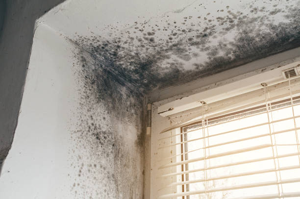Affordable Hvac And Air Duct Mold Remediation solutions in Midland, MI
